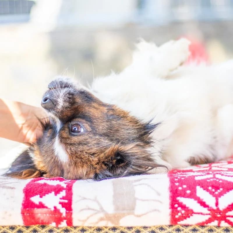 Tim, male puppy Mixed Breed for adoption at Tierheim Alsfeld