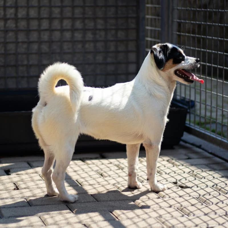 Moni, female puppy Mixed Breed for adoption at Tierheim Alsfeld