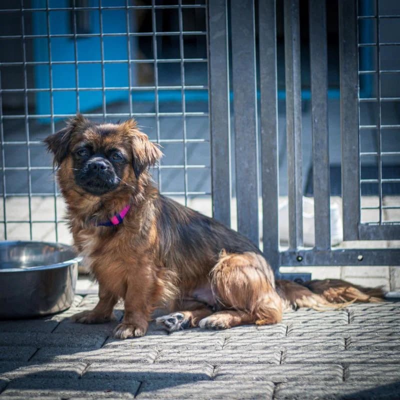 Mia, female puppy Mixed Breed for adoption at Tierheim Alsfeld