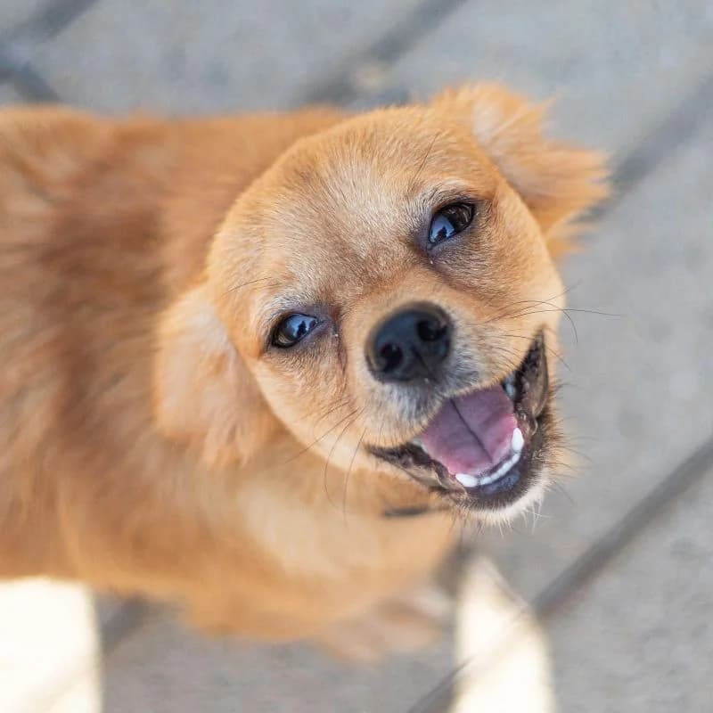 Kira, female puppy Mixed Breed for adoption at Tierheim Alsfeld