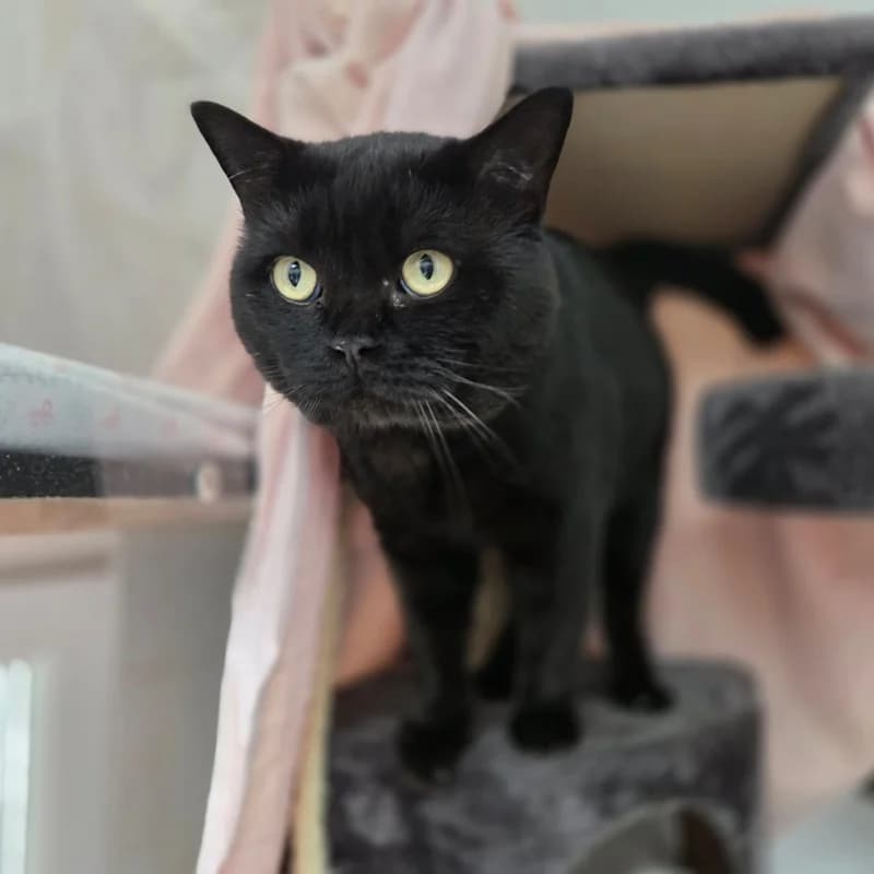 Duman -reserviert, schwarz male Mixed Breed for adoption at Tierheim Alsfeld