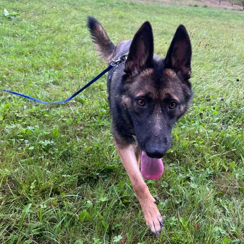 Ilse -auf Trainingsstelle, female Mixed Breed for adoption at Tierheim Alsfeld