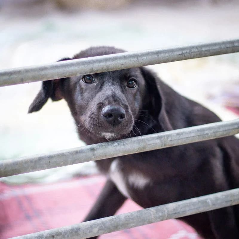 Madita, female puppy Mixed Breed for adoption at Tierheim Alsfeld