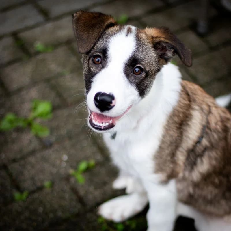 Astra, female puppy Mixed Breed for adoption at Tierheim Alsfeld