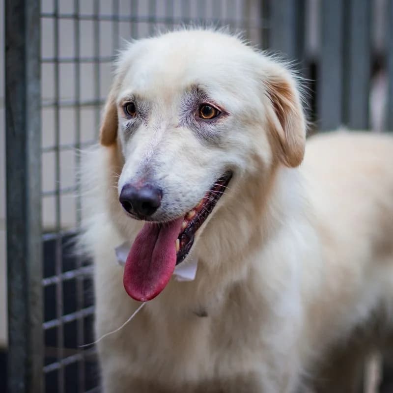 Loredana, female puppy Mixed Breed for adoption at Tierheim Alsfeld