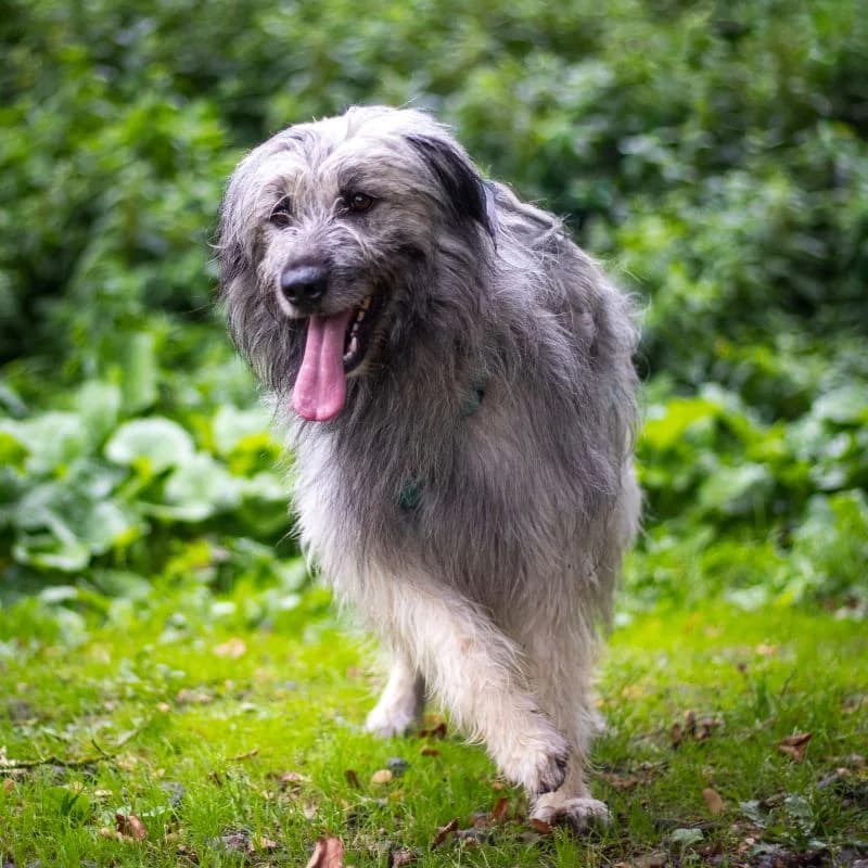 Kasumi, female puppy Mixed Breed for adoption at Tierheim Alsfeld