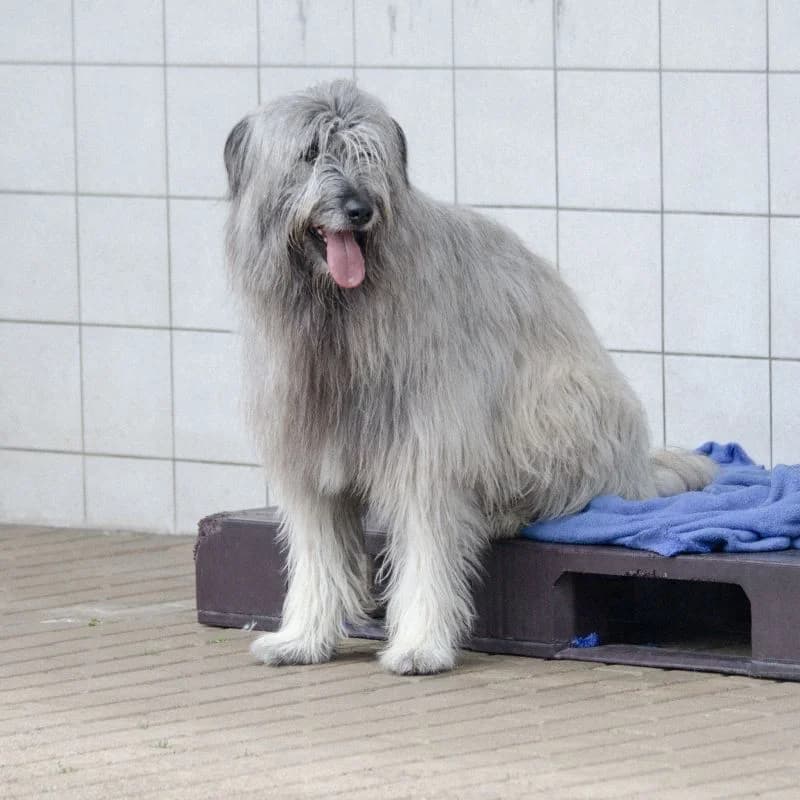 Kentaro, male puppy Mixed Breed for adoption at Tierheim Alsfeld