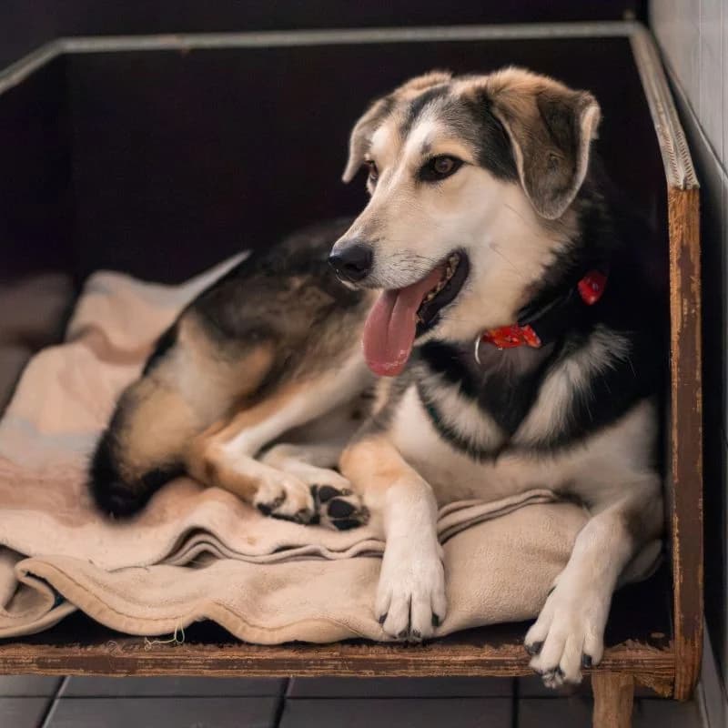 Giani, female puppy Mixed Breed for adoption at Tierheim Alsfeld