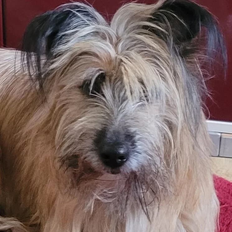 Willi, male puppy Mixed Breed for adoption at Tierheim Alsfeld