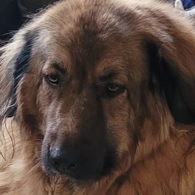 Maya, female puppy Mixed Breed for adoption at Tierheim Alsfeld