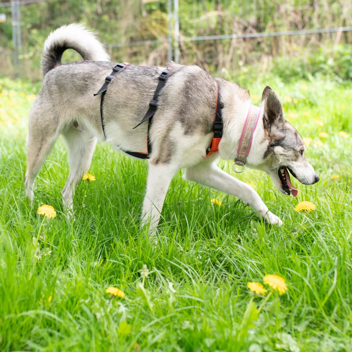Cuba, male puppy Mixed Breed for adoption at Tierheim Alsfeld