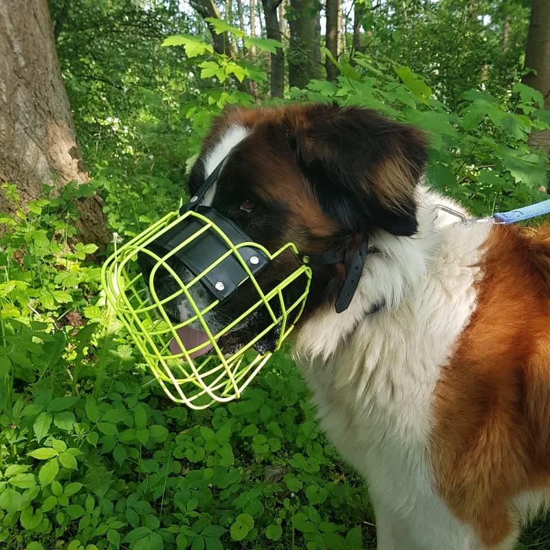 Pumuckl, male puppy Mixed Breed for adoption at Tierheim Alsfeld