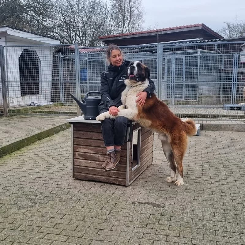 Pumuckl, male puppy Mixed Breed for adoption at Tierheim Alsfeld