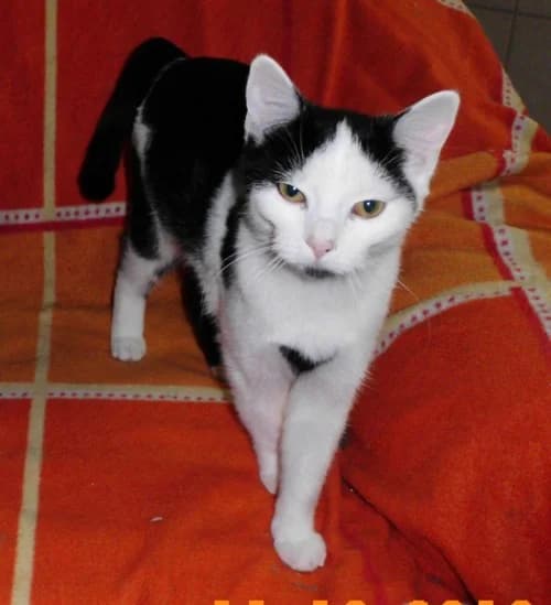 Claudia, female Mixed Breed for adoption at {NAME}