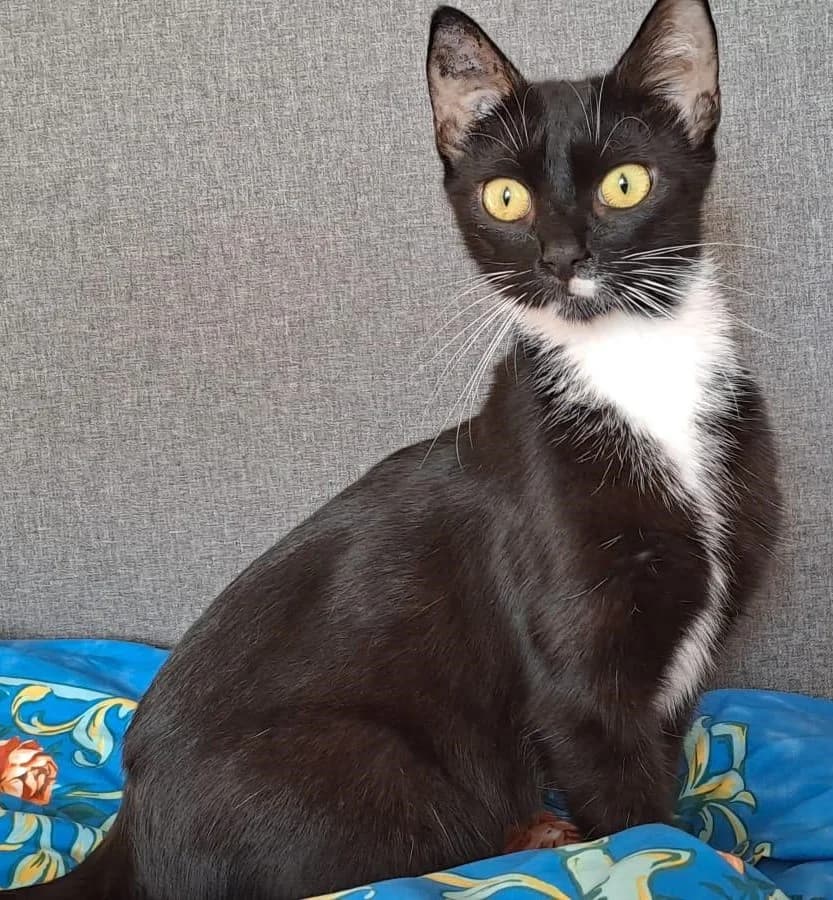 Jesseli, male Mixed Breed for adoption at {NAME}