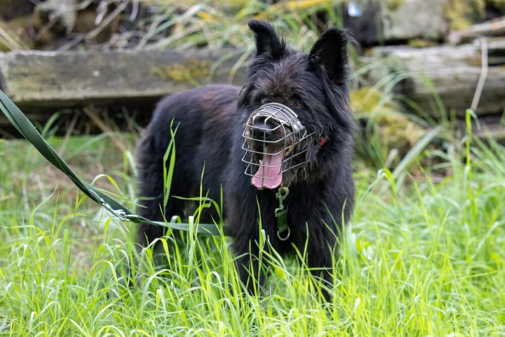 Ace (Hund),  Mixed Breed for adoption at Tierheim Aschaffenburg, Aschaffenburg