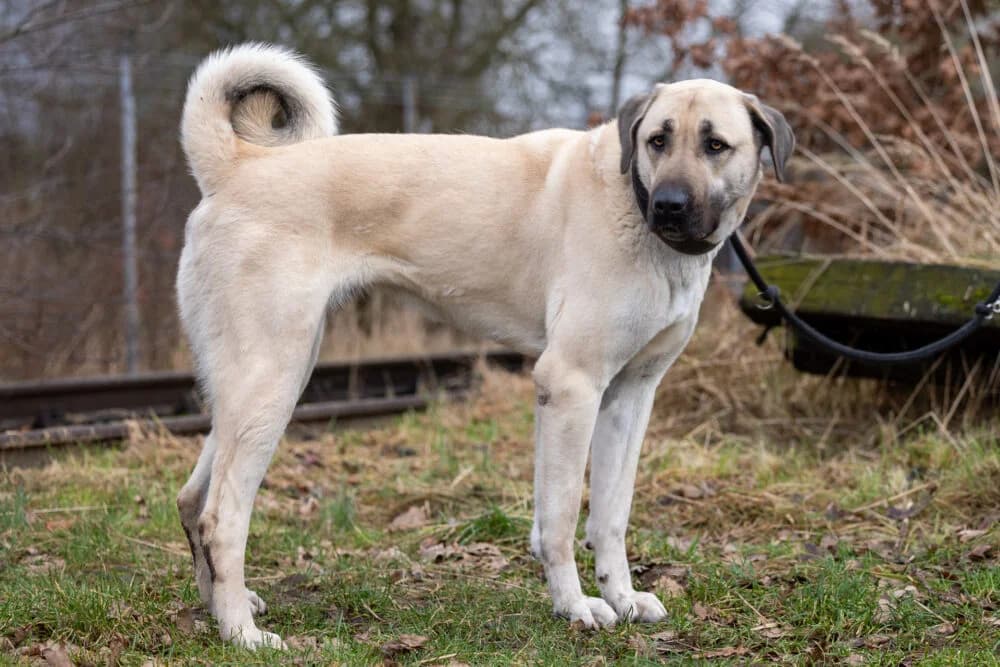 Ada (Hund), Mixed Breed for adoption at Tierheim Aschaffenburg, Aschaffenburg