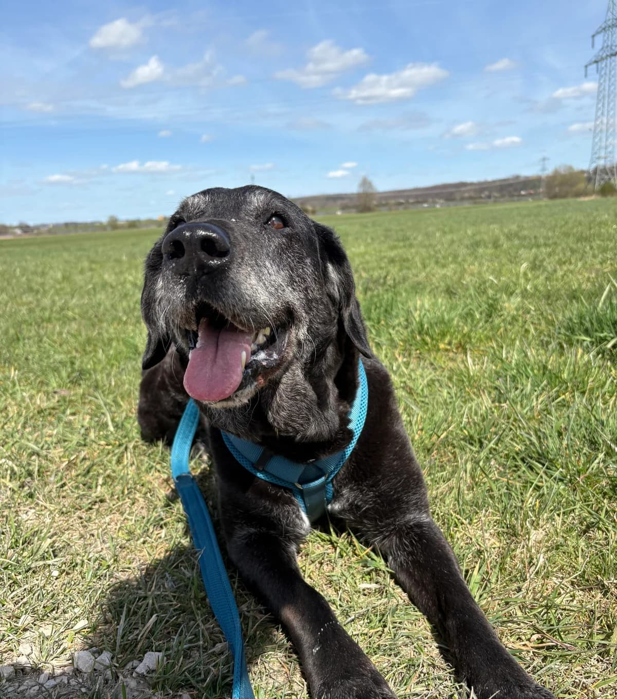 Bagira, female senior Labrador Retriever for adoption at Tierheim Augsburg, Augsburg