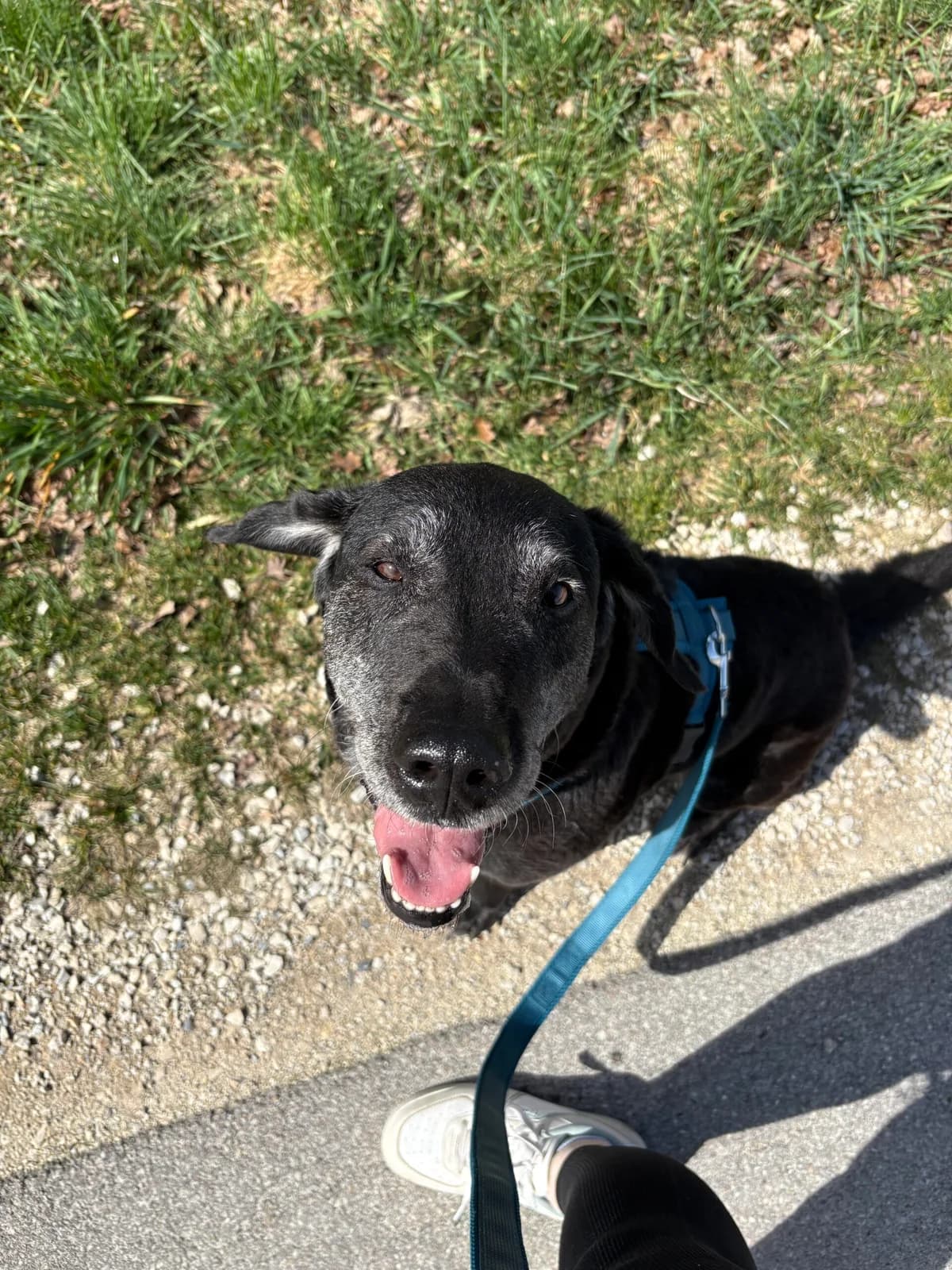 Bagira, female Labrador Retriever for adoption at Tierheim Augsburg, Augsburg — photo 2 of 2
