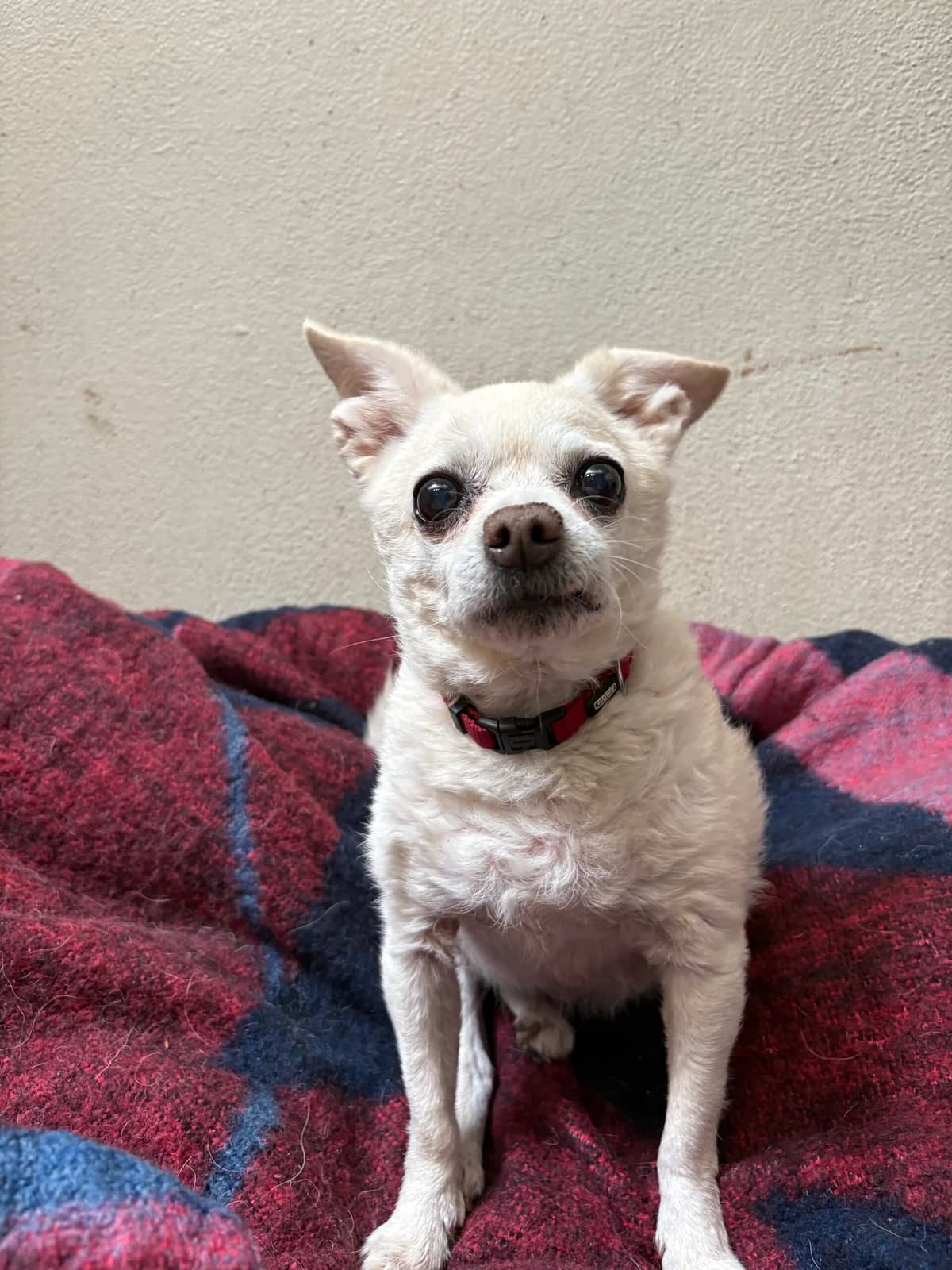 Bella, female senior Chihuahua for adoption at Tierheim Augsburg, Augsburg
