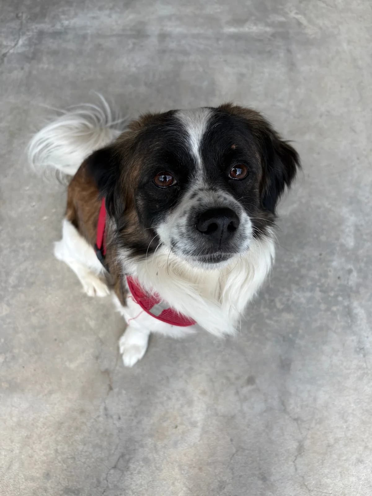 Bob, male 5yo Mixed Breed for adoption at Tierheim Augsburg, Augsburg