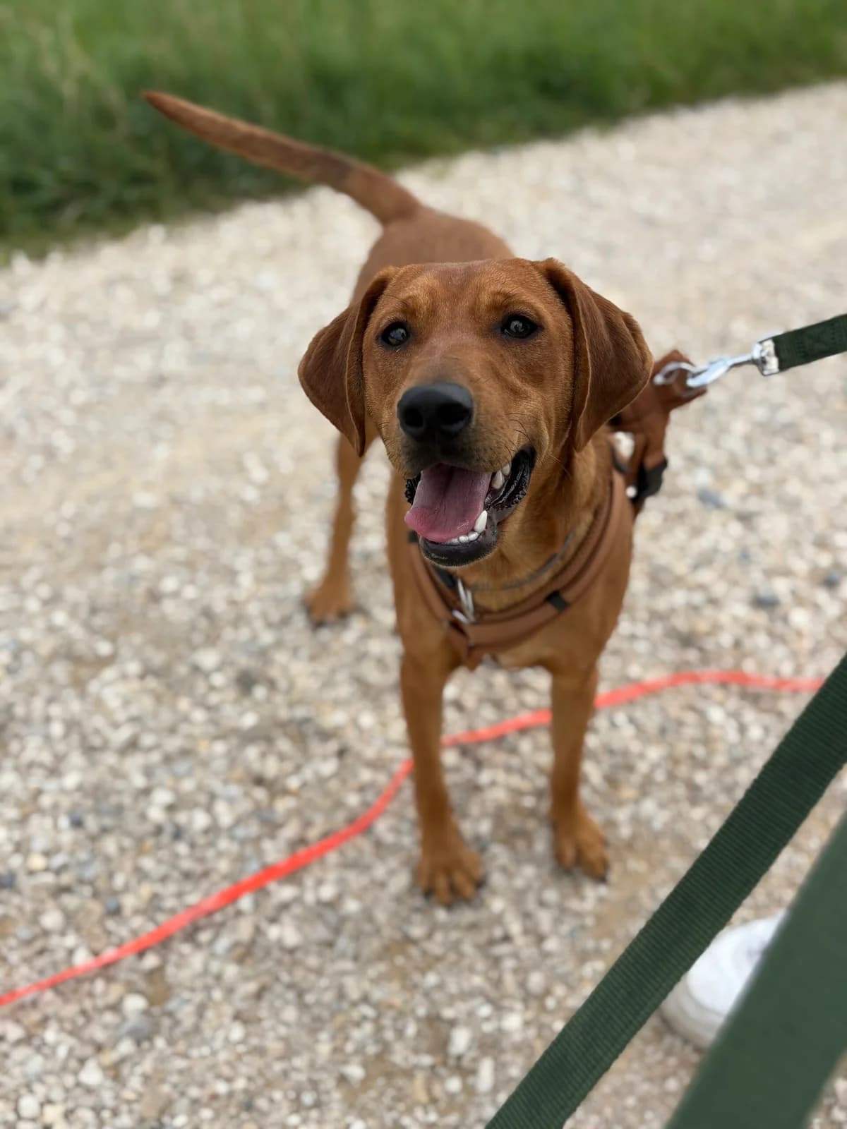 Cemali, male young Mixed Breed for adoption at Tierheim Augsburg, Augsburg