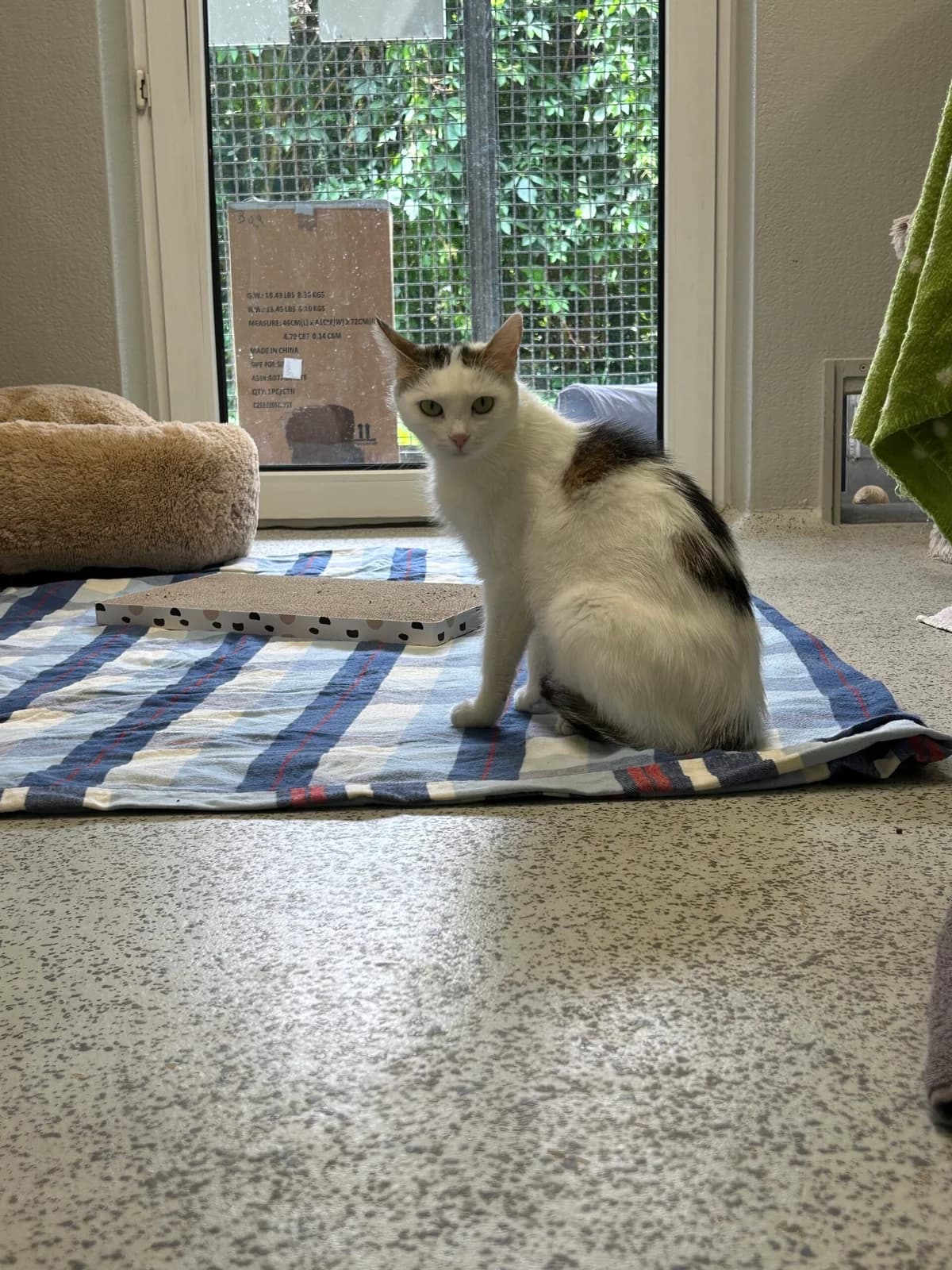Cleo, female young European Shorthair for adoption at Tierheim Augsburg, Augsburg