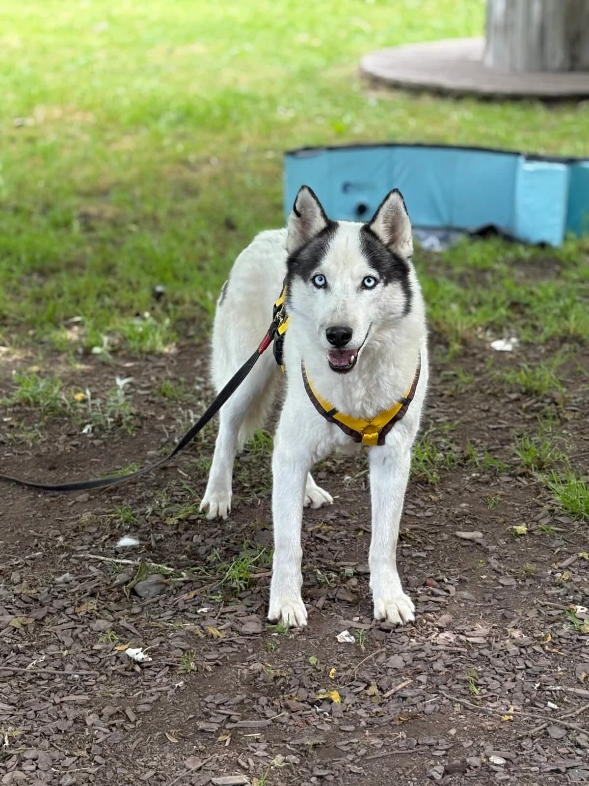 Dari, male 3yo Husky for adoption at Tierheim Augsburg, Augsburg
