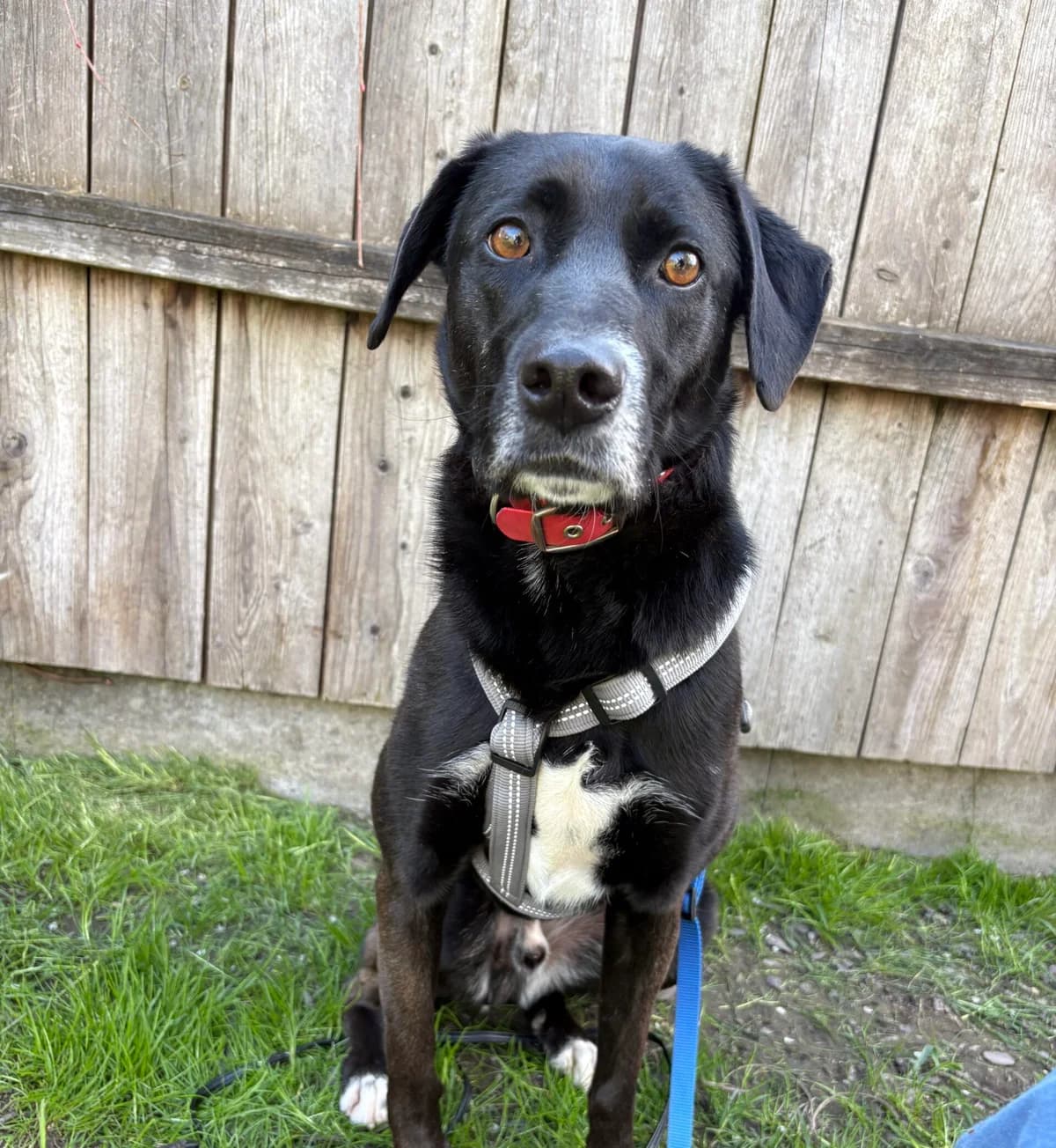 Djago, male 4yo Mixed Breed for adoption at Tierheim Augsburg, Augsburg