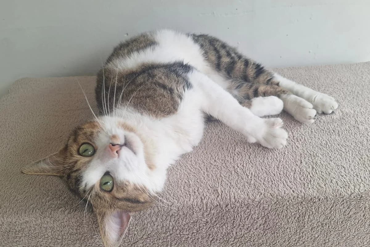 Faxe, male young European Shorthair for adoption at Tierheim Augsburg, Augsburg
