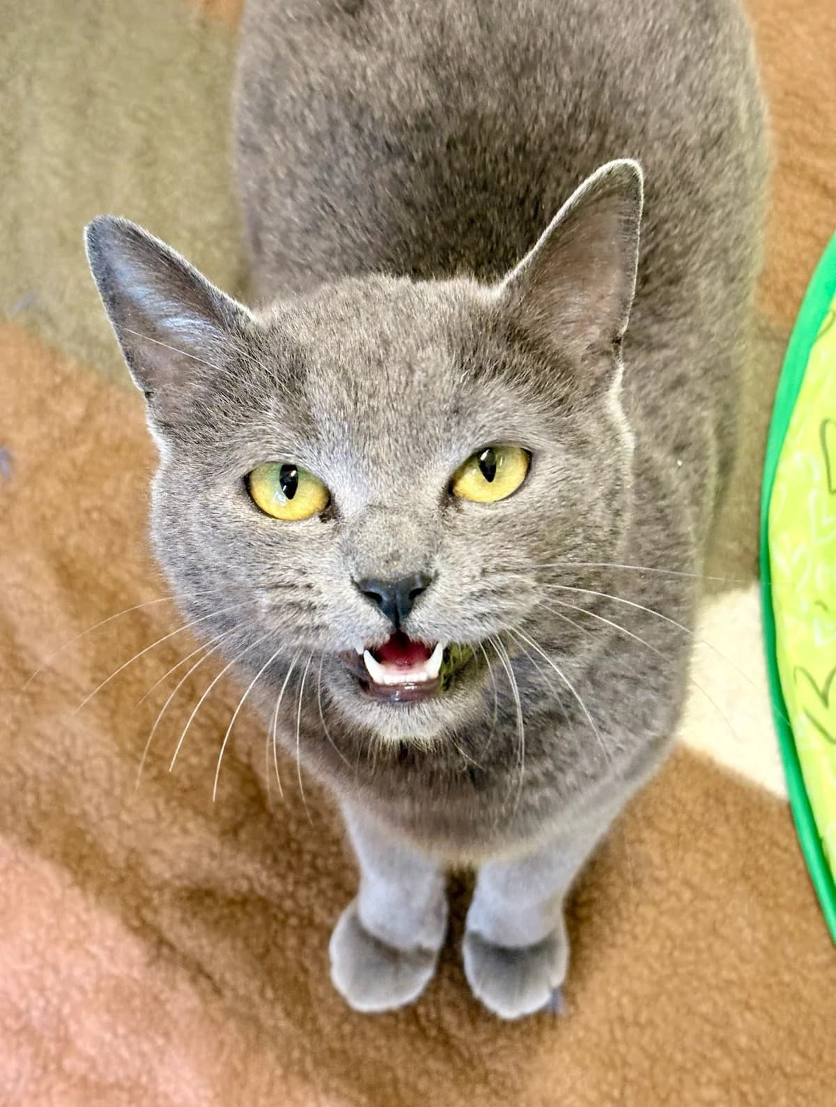 Gracy, female young Mixed Breed Cat for adoption at Tierheim Augsburg, Augsburg