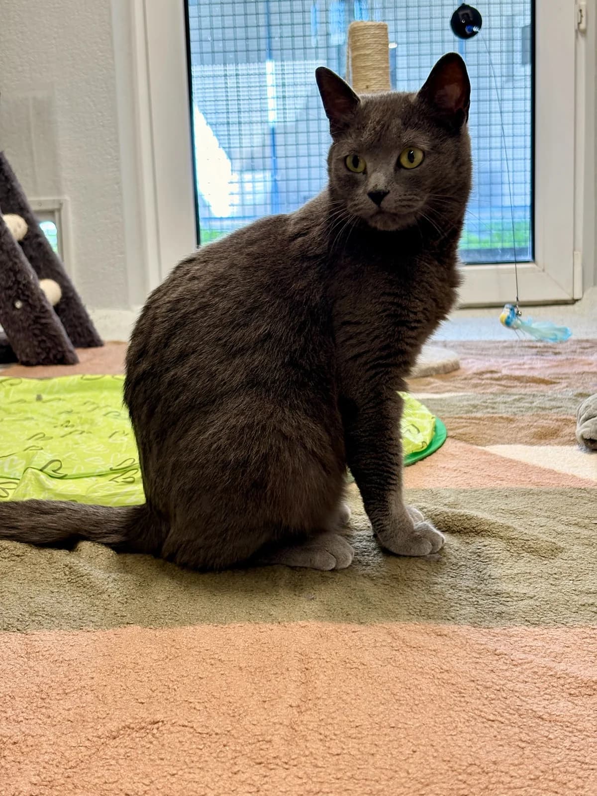 Gracy, female Mixed Breed Cat for adoption at Tierheim Augsburg, Augsburg — photo 2 of 2