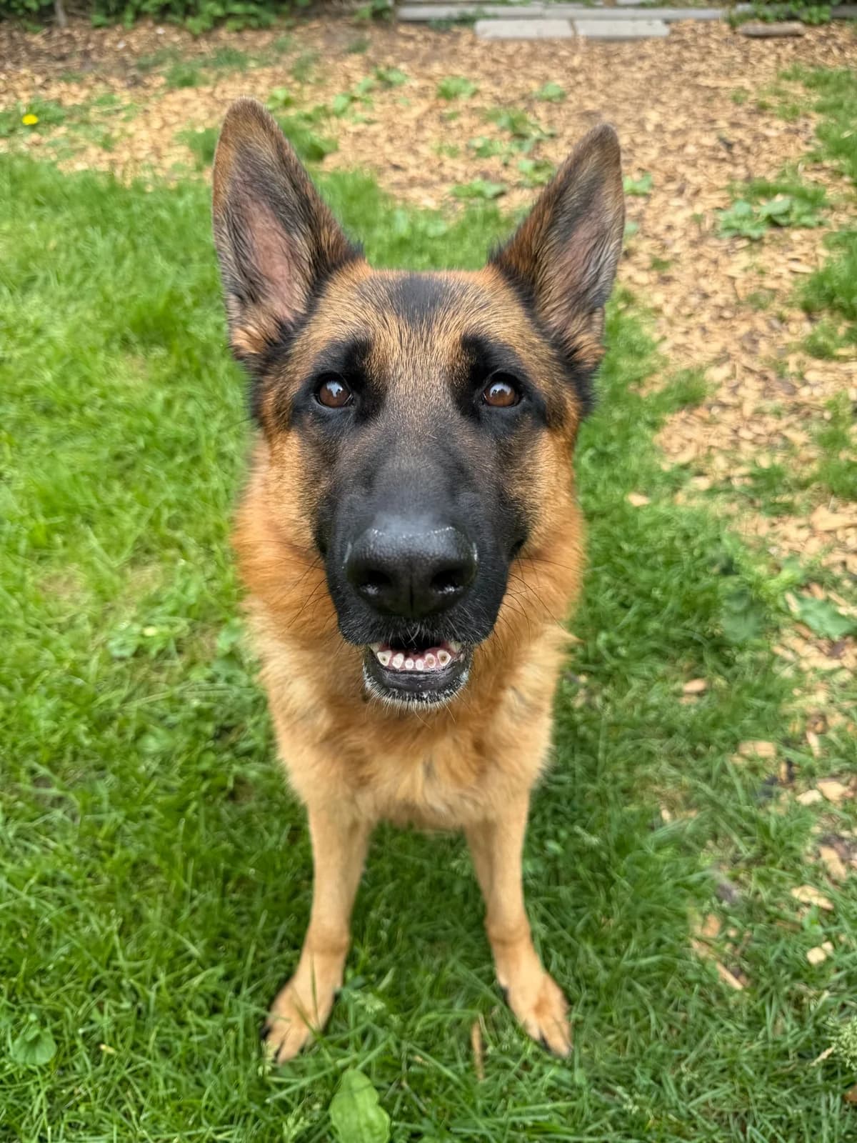 Honey, male 4yo German Shepherd for adoption at Tierheim Augsburg, Augsburg