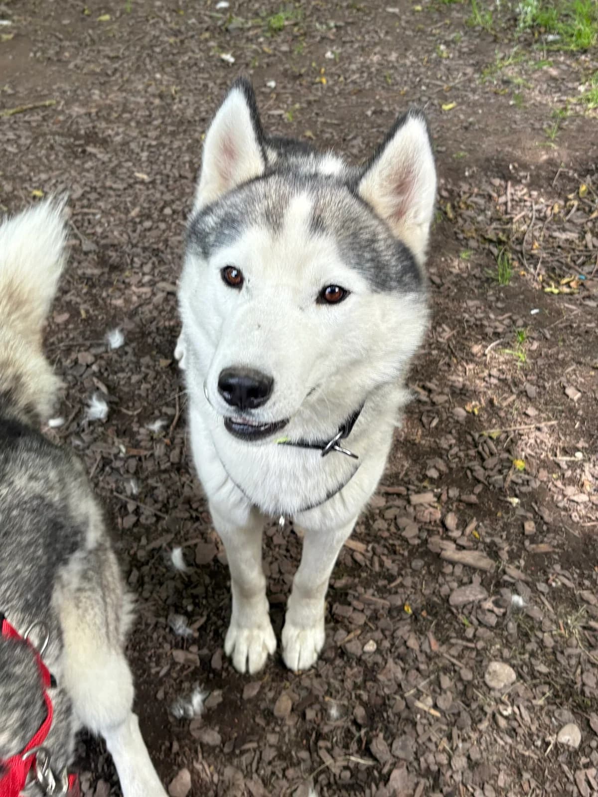 Jalo, male 3yo Husky for adoption at Tierheim Augsburg, Augsburg