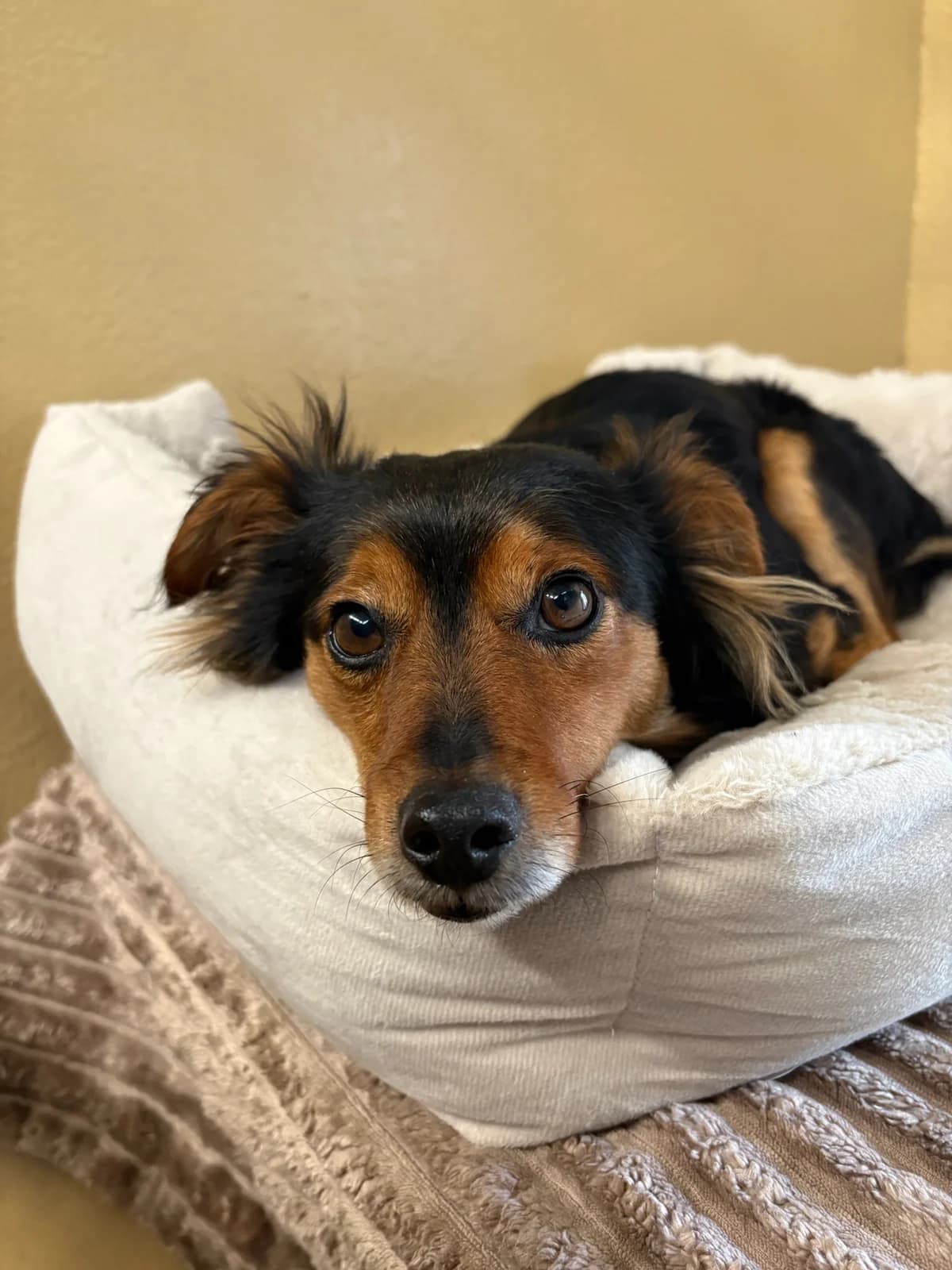 Jay, male 5yo Mixed Breed for adoption at Tierheim Augsburg, Augsburg