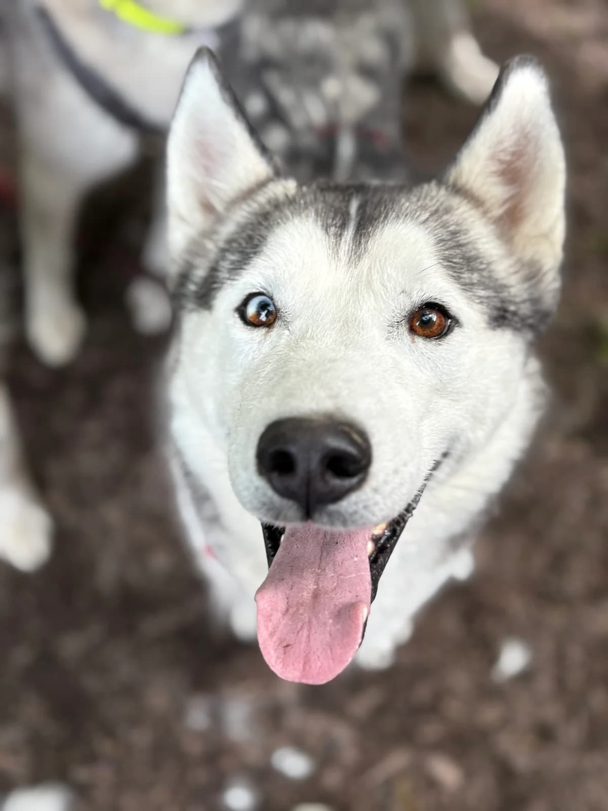 Kijell, male 3yo Husky for adoption at Tierheim Augsburg, Augsburg
