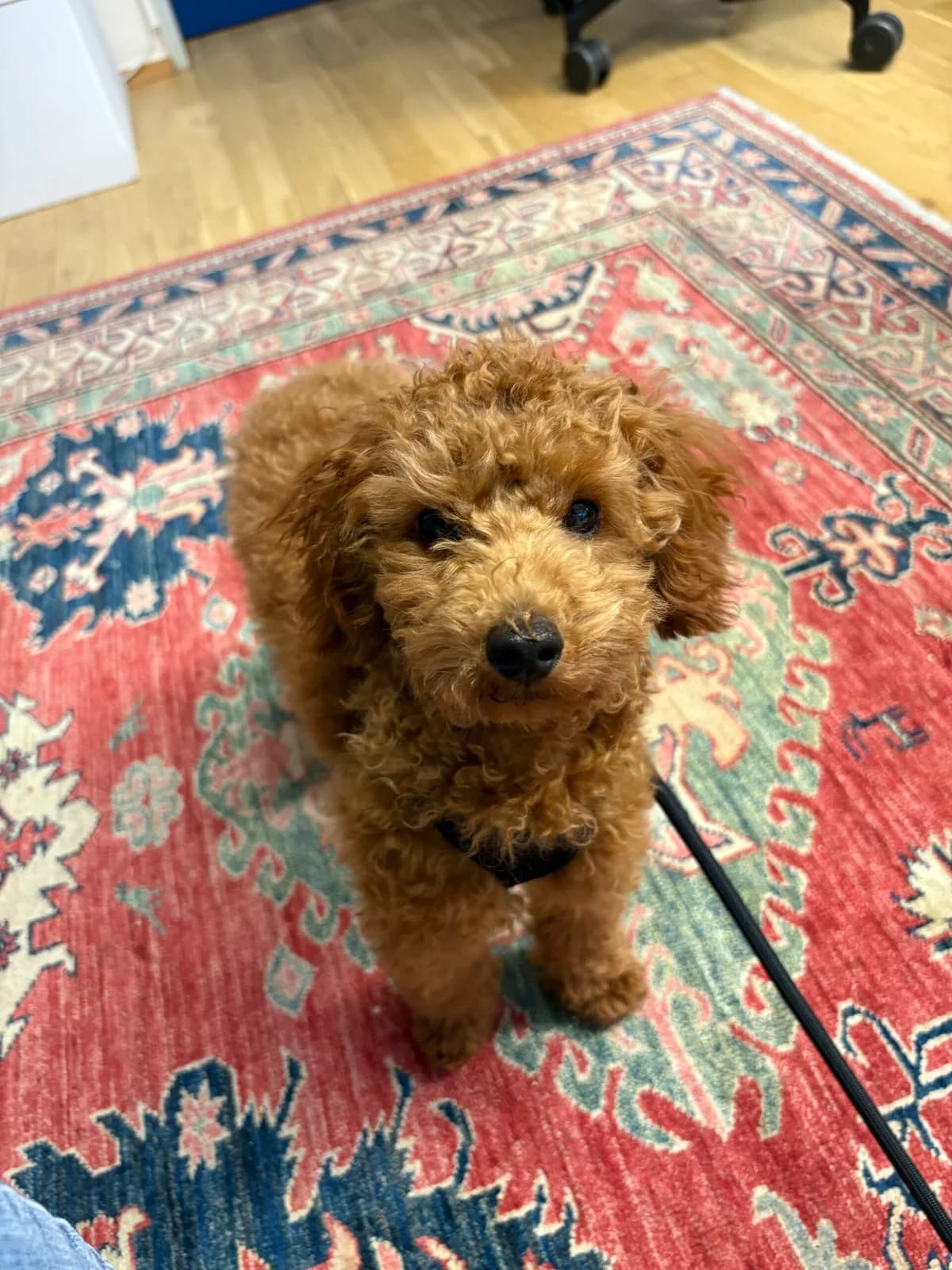 Lilly, female senior Poodle for adoption at Tierheim Augsburg, Augsburg