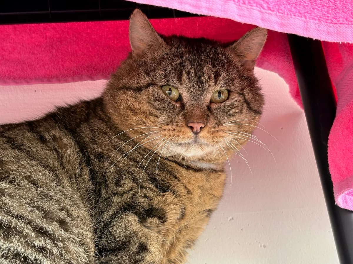 Loco, male Mixed Breed Cat for adoption at Tierheim Augsburg, Augsburg