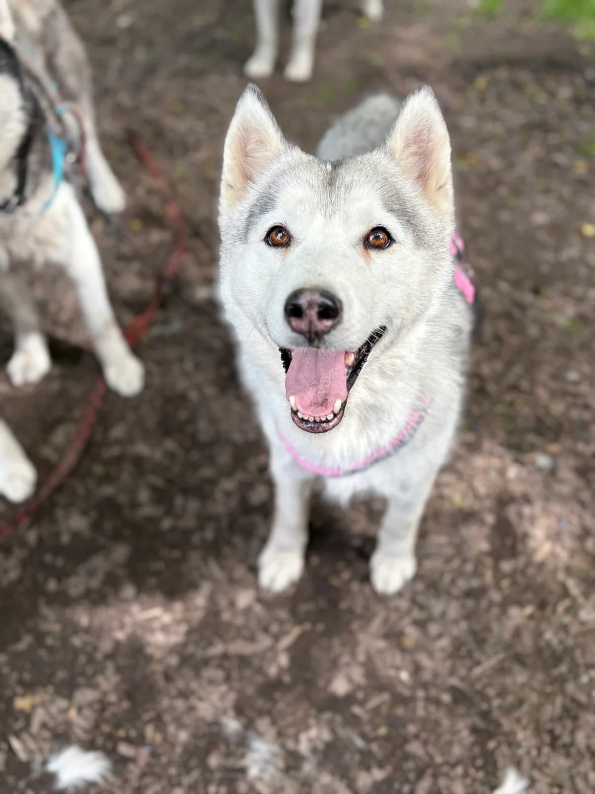 Lu, Husky (Tierheim Augsburg)