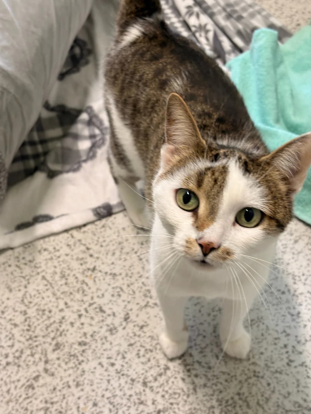 Manila, female 4yo European Shorthair for adoption at Tierheim Augsburg, Augsburg