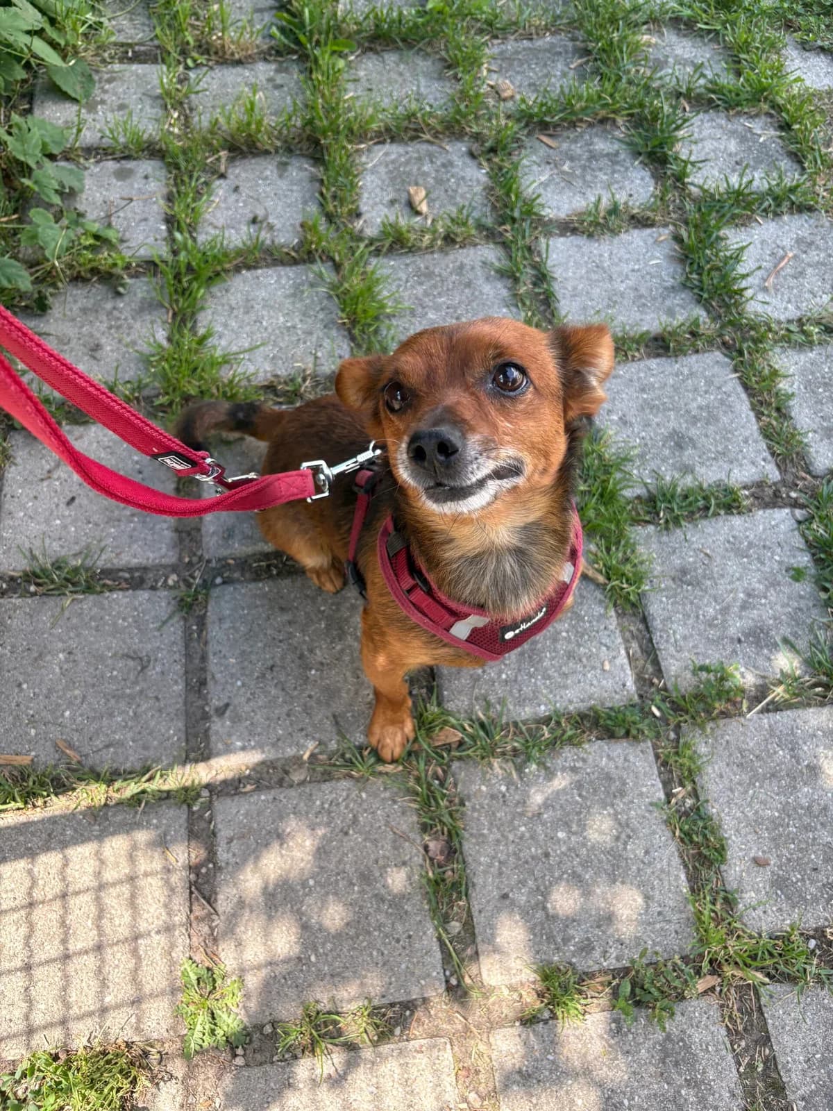 Mike, male 5yo Mixed Breed for adoption at Tierheim Augsburg, Augsburg