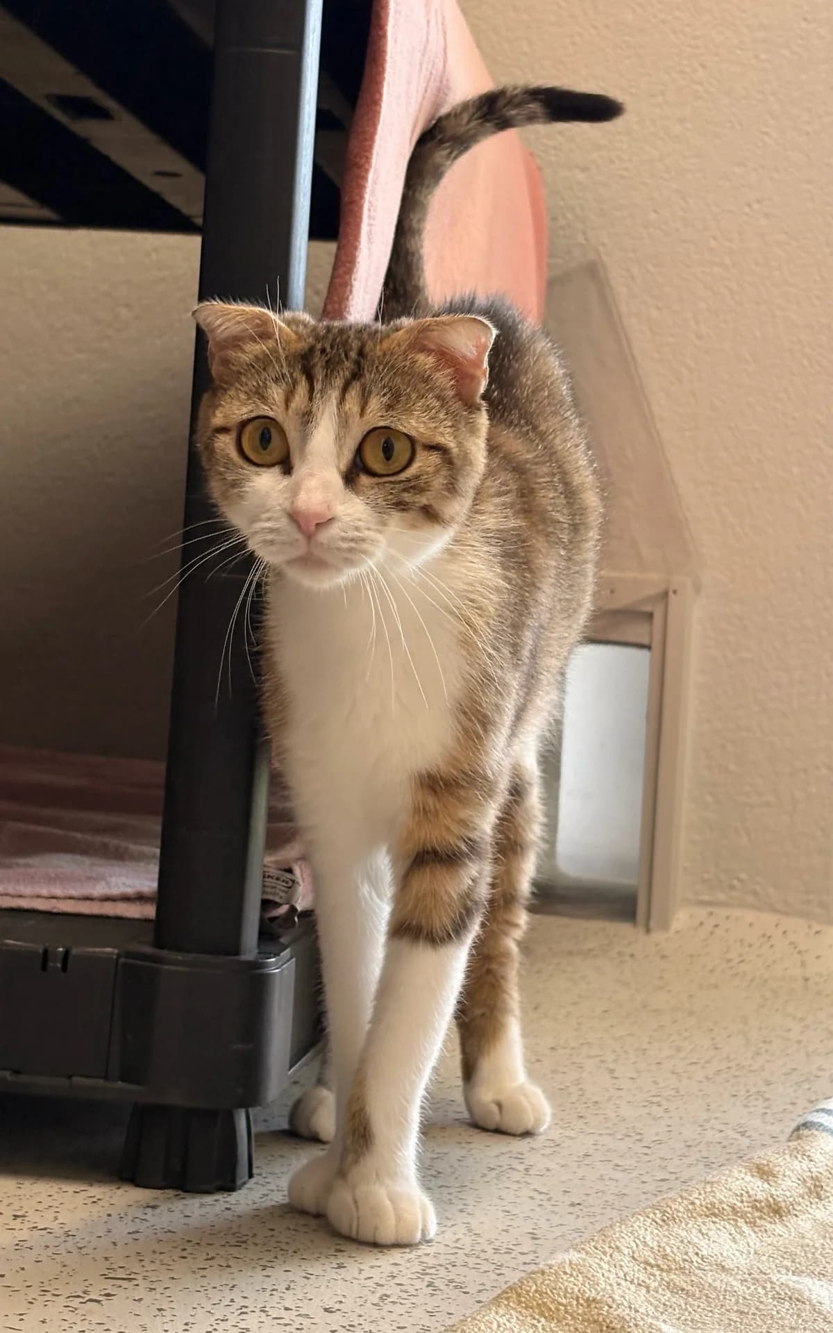 Nesrin, female young European Shorthair for adoption at Tierheim Augsburg, Augsburg