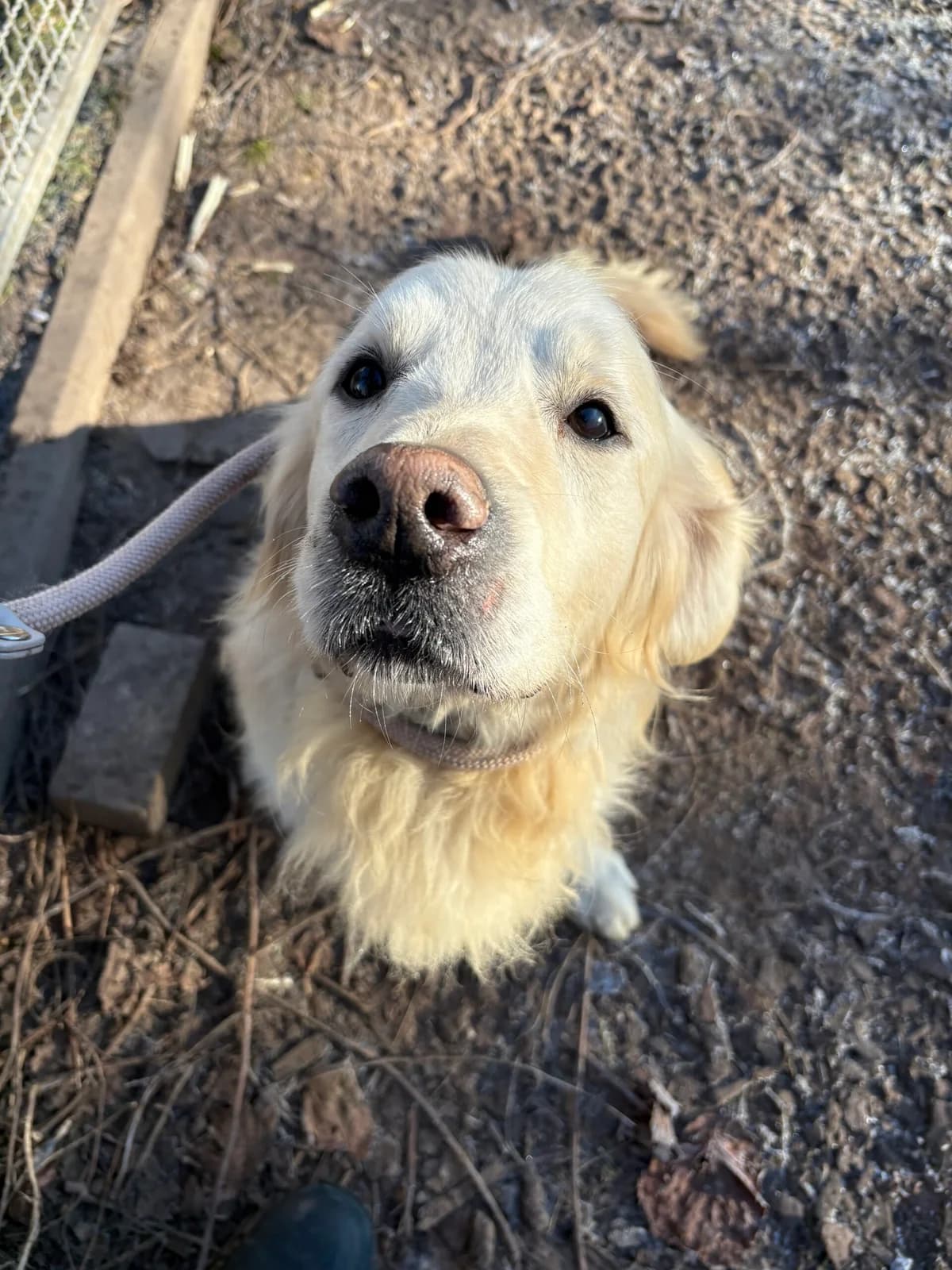 Olli (Hat Interessenten), male 5yo Golden Retriever for adoption at Tierheim Augsburg, Augsburg