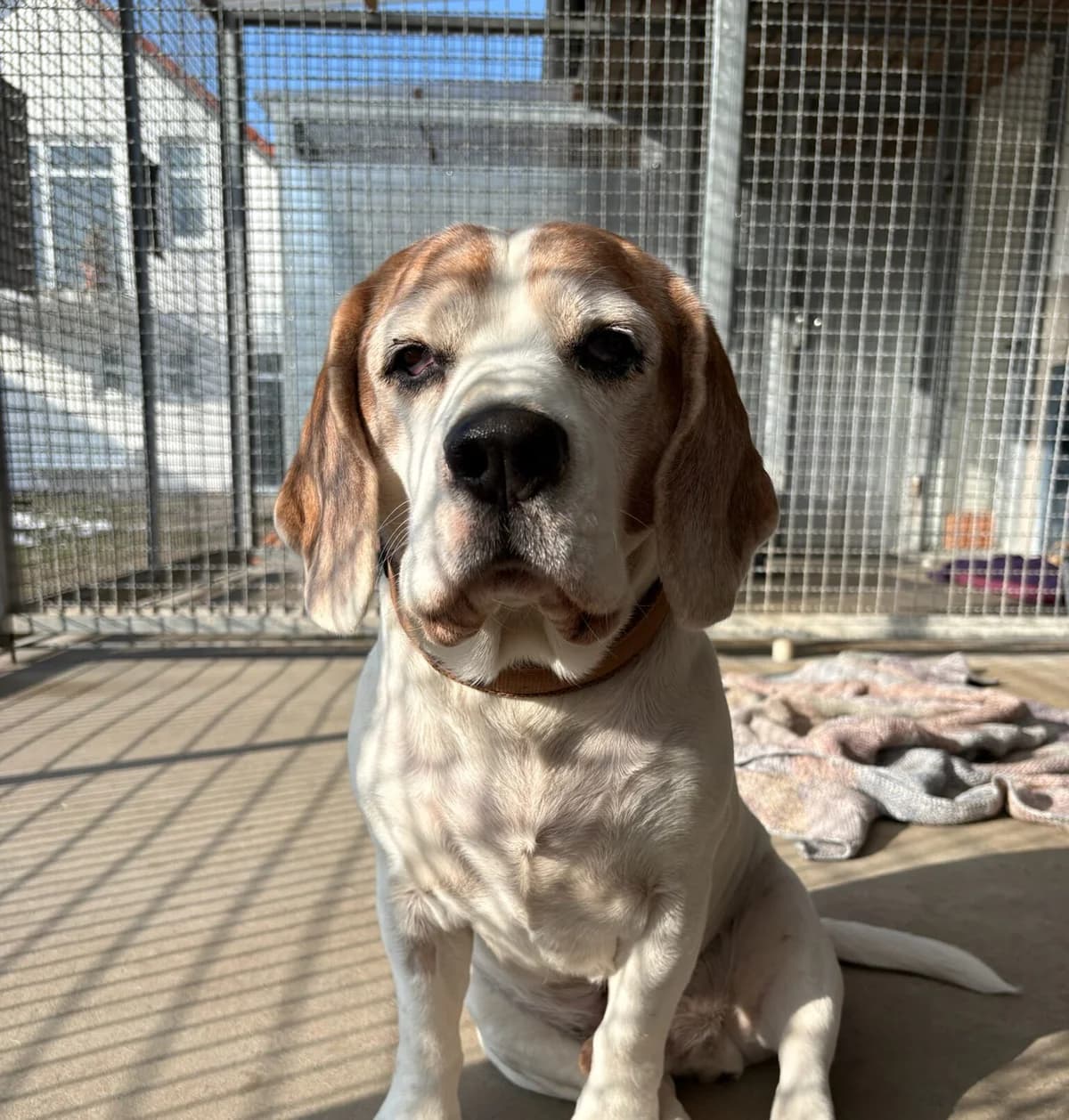 Pascha (hat Interessenten), male senior Beagle for adoption at Tierheim Augsburg, Augsburg