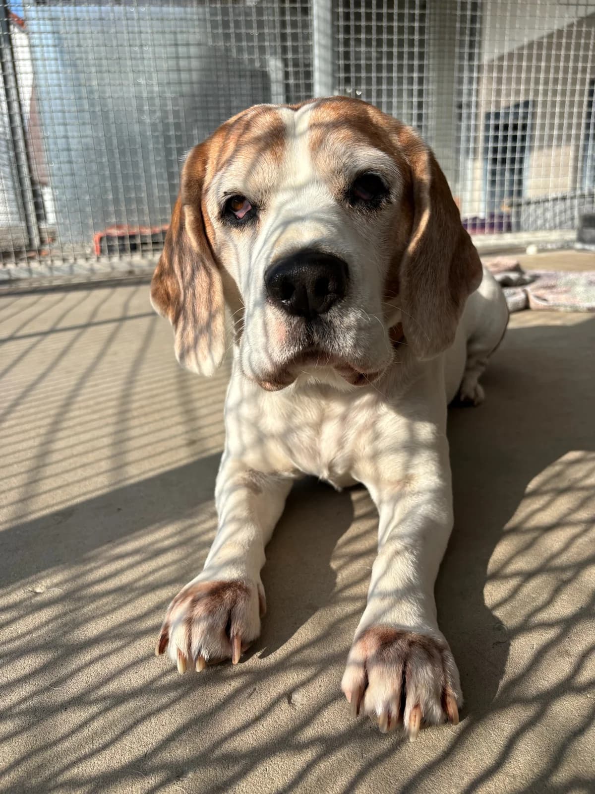 Pascha, male Beagle for adoption at Tierheim Augsburg, Augsburg — photo 2 of 2