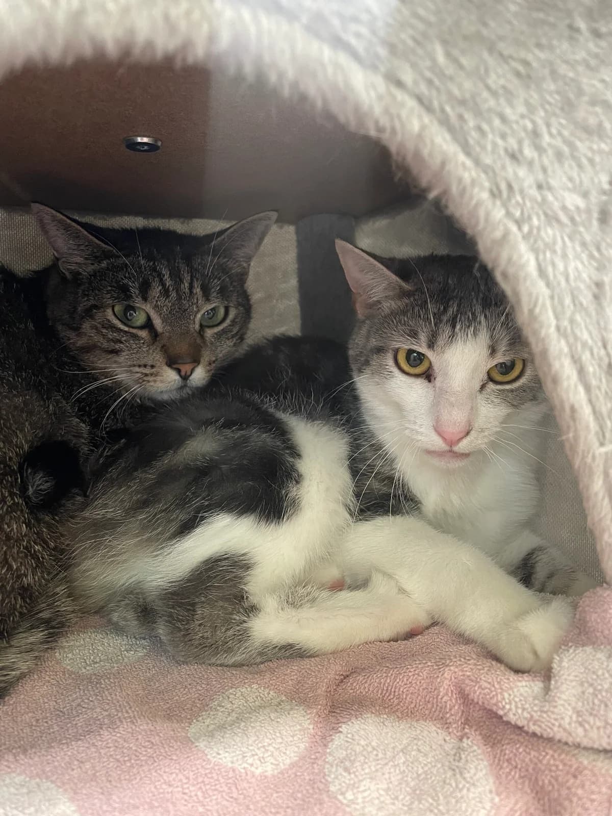 Paul, male 5yo European Shorthair for adoption at Tierheim Augsburg, Augsburg