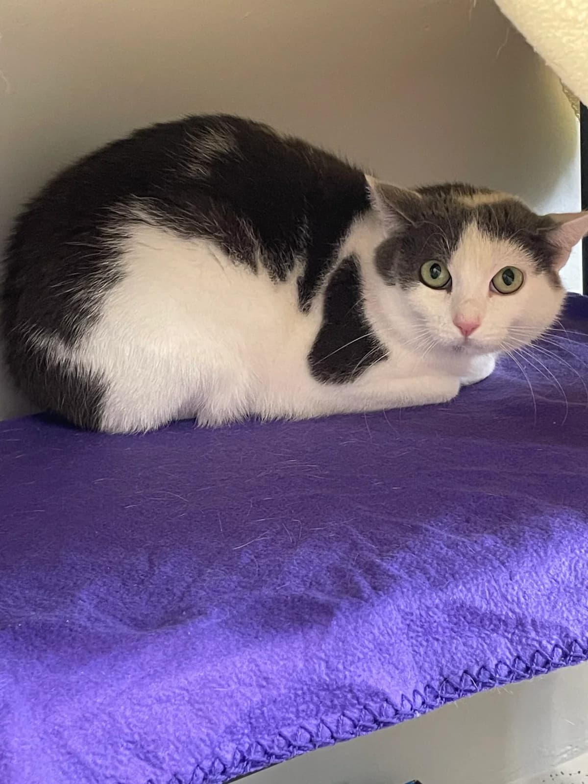 Selene, female young European Shorthair for adoption at Tierheim Augsburg, Augsburg