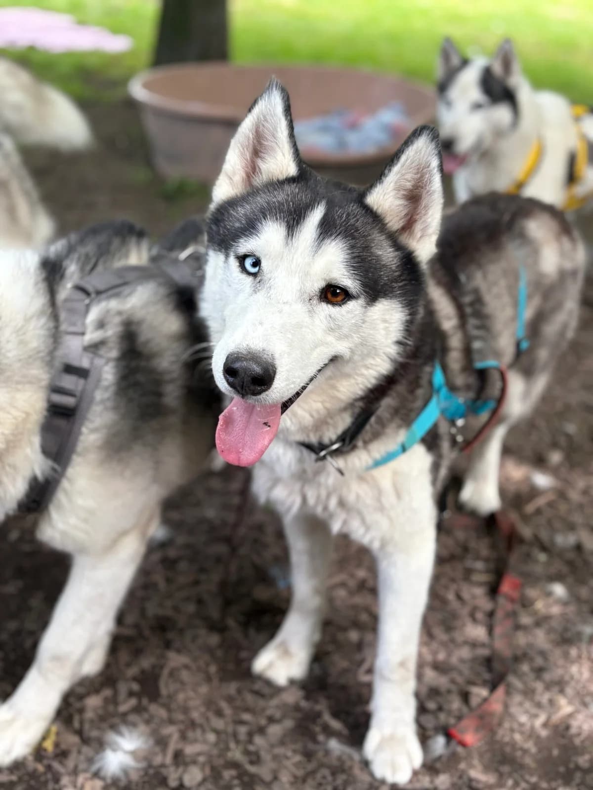 Solo, male 3yo Husky for adoption at Tierheim Augsburg, Augsburg