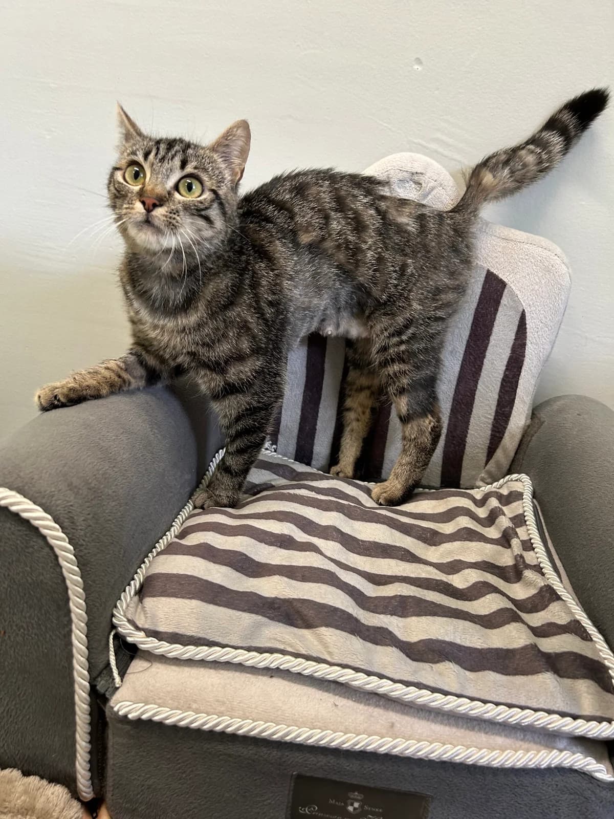 Sophie, female young European Shorthair for adoption at Tierheim Augsburg, Augsburg