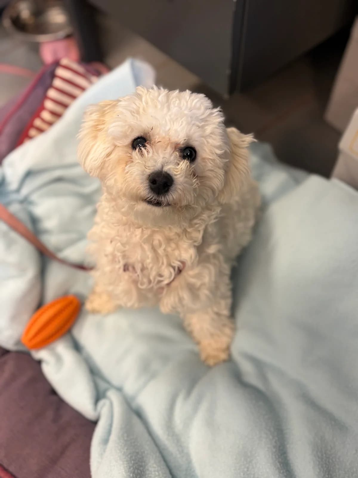 Tofu, female young Bichon Frisé for adoption at Tierheim Augsburg, Augsburg